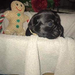 Boxer Puppies from Vom Waterfalls
