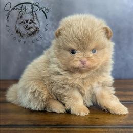 Biscotti - Lavender male Pomeranian puppy in Fultonville, New York from Sandy Aussies & Pomeranians