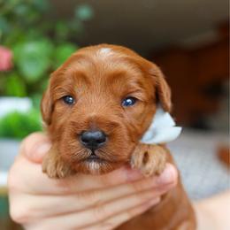Rocket - Red  male Goldendoodle puppy in Salado, Texas from Red Ranch Dogs