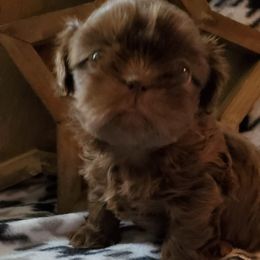 Shih Tzu Puppies from Laurie's shih tzus