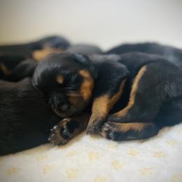 Rottweiler Puppies from Vom Arnold-Hause Rottweilers