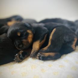 Rottweiler Puppies from Vom Arnold-Hause Rottweilers