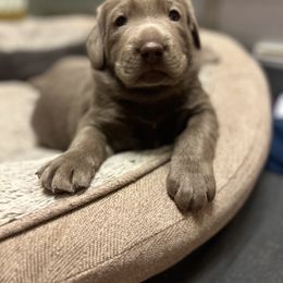 Dilute Retriever Puppies from Irby Acres Labs