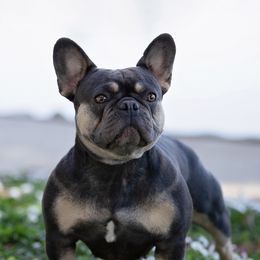 French Bulldogs from Jk Frenchies