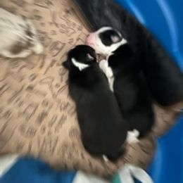 Miniature Australian Shepherd Puppies from Amberwood DD Aussies