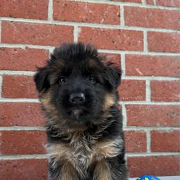 AKC Black Boy - Black and red male German Shepherd puppy in Bakersfield, California from Aguirre Farm