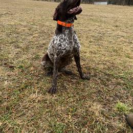 Rizz - German Shorthaired Pointer