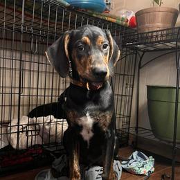Massey - Catahoula Leopard Dog
