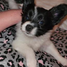 Black n white female 2 - White and black female Papillon puppy in Florida from Tammy's Papillon Playpen