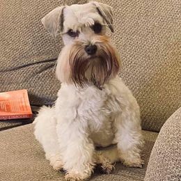 Gizmo - Miniature Schnauzer