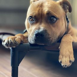 Staffordshire Bull Terrier Puppies from Moonspinner Staffords