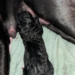 Cane Corso Puppies from Bellissima Cala Cane Corso