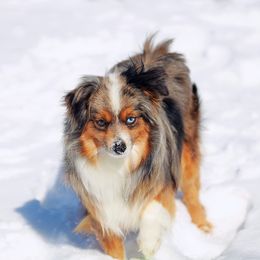Tiny Tot - Toy Australian Shepherd