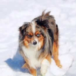 Tiny Tot - Toy Australian Shepherd