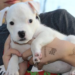 Zippy - White female American Staffordshire Terrier puppy in Guilford County, North Carolina from Explicit Kennel