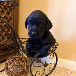 Tom - Black male Labrador Retriever puppy in Richfield, Utah from Stormy River Retrievers
