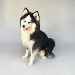 Hera - Pomsky