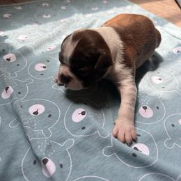 White collar - Red male Boston Terrier puppy in Winnie, Texas from Tina Terry's Boston Terriers