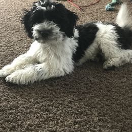 Aussiedoodles and Poodles from Ray Poodles