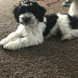 Aussiedoodles and Poodles from Ray Poodles