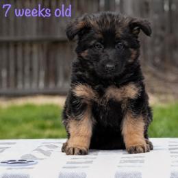 Purple Collar - Black and red female German Shepherd puppy in Plumas Lake, California from Zwinger Vom Greifjäger