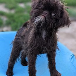 Brussels Griffon puppies from Baringer Brussels