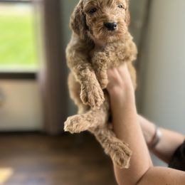 Bernedoodle Puppies from Pippy’s Doodle Pups