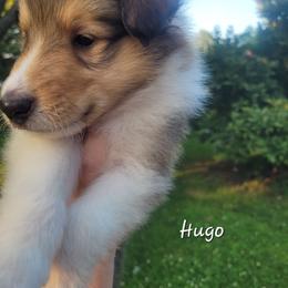 Hugo - Sable and white male Collie puppy in Mattoon, Illinois from Gold Leaf Collies