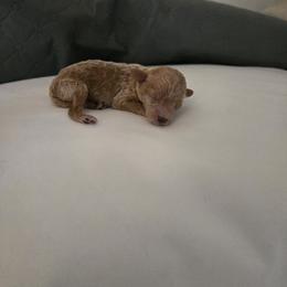 JOY - Red  female Poodle puppy in Lucedale, Mississippi from Simply Poodle