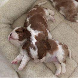 Cavalier King Charles Spaniel Puppies from Seaborne Cavalier King Charles Spaniels