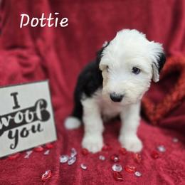 Audrey - Gray and white female Old English Sheepdog puppy in Sutherlin, Oregon from Sapphire Eyes Sheepdogs