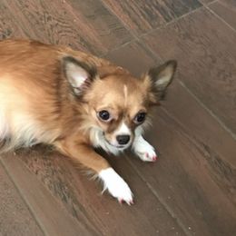 Chihuahuas from The Pulley-Day pups