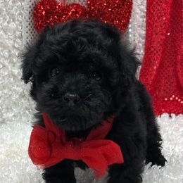 Maltipoo, Poodle, and Shihpoo Puppies from Puppies-4U