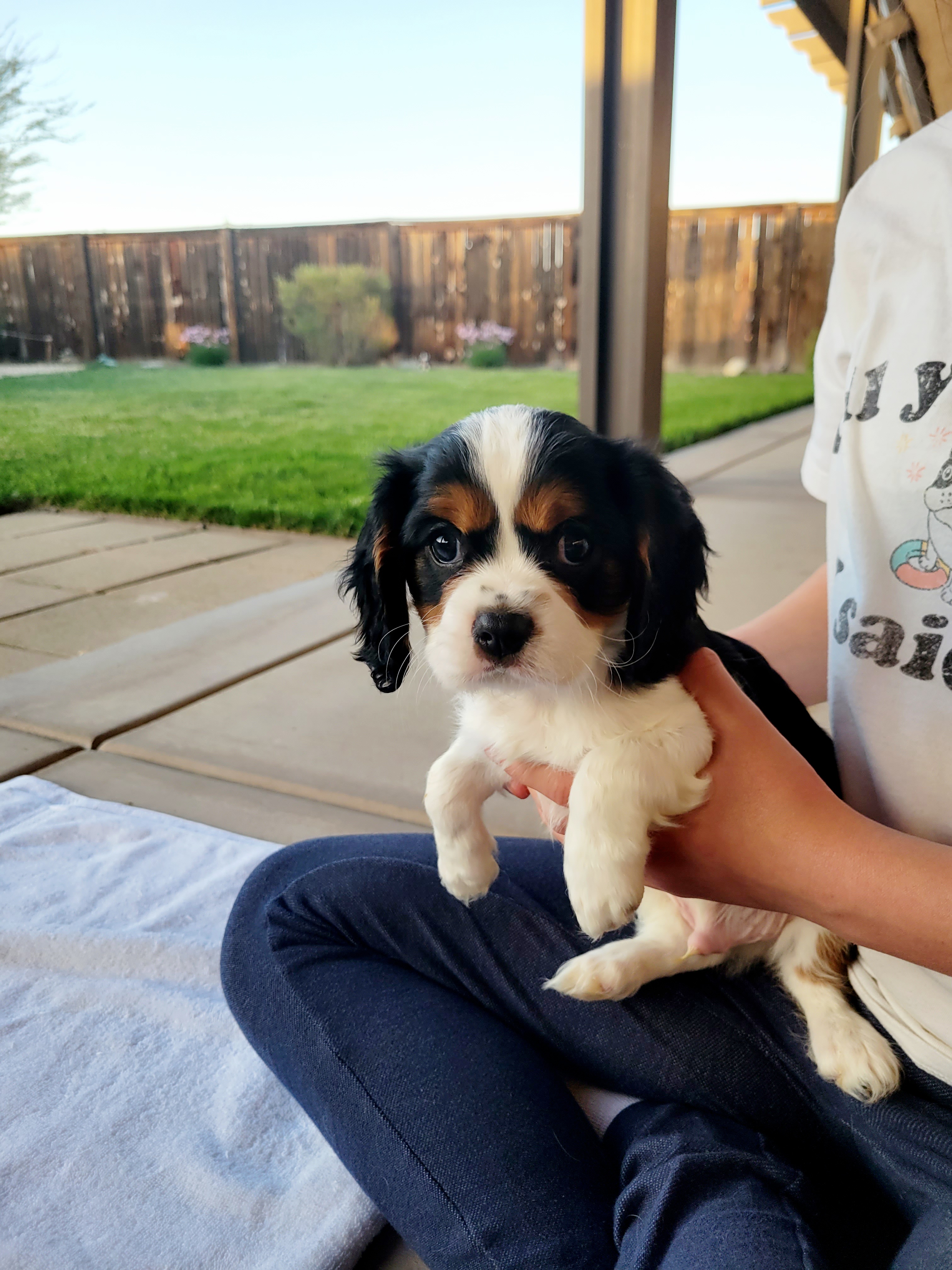 Cavalier King Charles Spaniel Puppies from Southern California Cavaliers