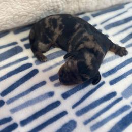 AKC Dapple Male 2 - Dapple male Dachshund puppy in Summerville, South Carolina from Funk's Four-Legged Friends