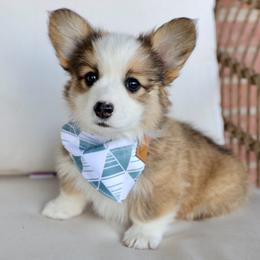Ace - Red male Pembroke Welsh Corgi puppy in Genola, Utah from Pyne Corgis