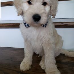 Goldendoodle and Poodle Puppies from C.P. Puppy Buddies