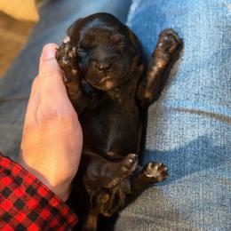 Tater tot - Black and tan female Cavapoo puppy in Battle Lake, Minnesota from Panda Puppies