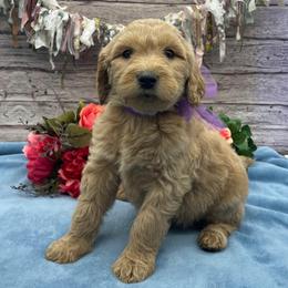 Amaryllis - Cream female Goldendoodle puppy in Lisbon, Ohio from Willow Lane Doodles