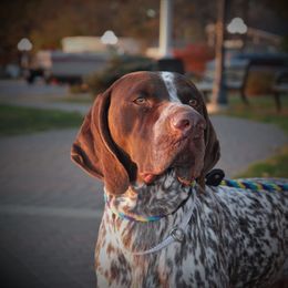 German Shorthaired Pointer All Grown Up from Pinecrest German Shorthair Pointers