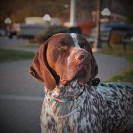 German Shorthaired Pointer All Grown Up from Pinecrest German Shorthair Pointers