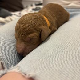 Orange Collar Boy - Red  male Poodle puppy in Grandview, Tennessee from FurEver Poodles