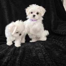 Maltese puppies from Tina's Maltese
