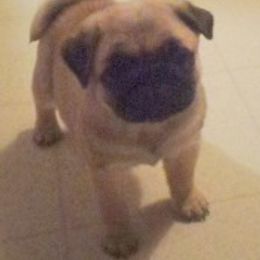 Pugs from Piggytail Kennels