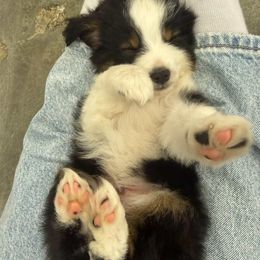 Miniature American Shepherd puppies from BennettValleyAussies