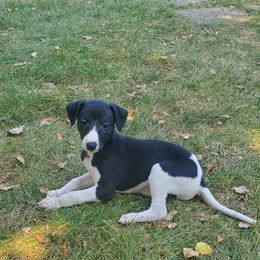 Doris - White and black female Whippet puppy in Davenport, Iowa from Whippety Split