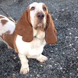 Basset Hounds from Rivercity Basset Hounds