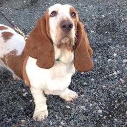 Basset Hounds from Rivercity Basset Hounds