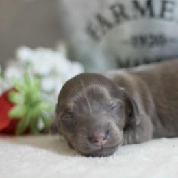 Thumbelina - Blue and cream female Dachshund puppy in Bellville, Ohio from JK Mini Doxies