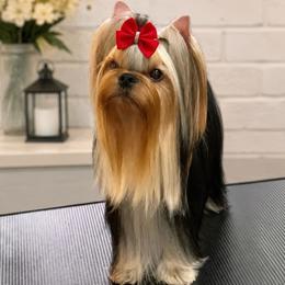 Pingua - Yorkshire Terrier